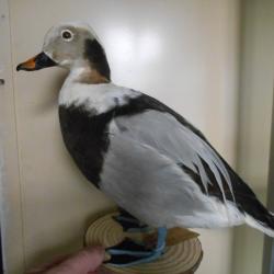 canards Harled de miquelon