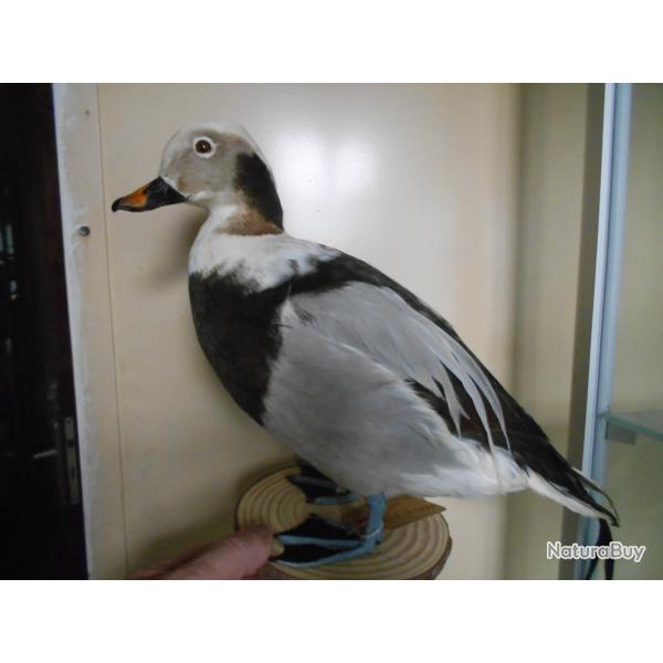 canards Harled de miquelon