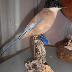 pie bleue