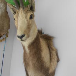 chamois des pyr&eacute;nn&eacute;es