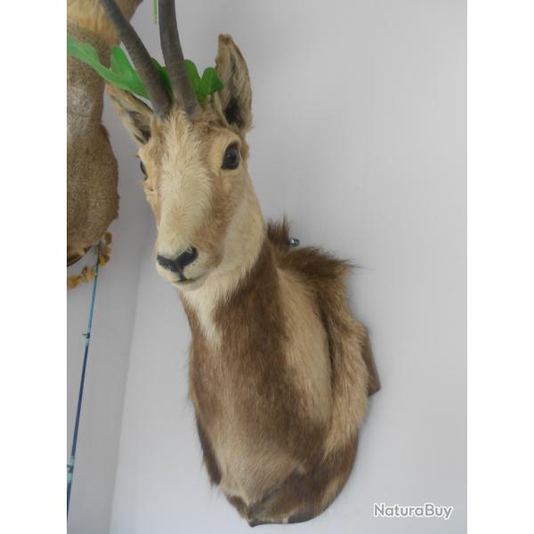 chamois des pyr�nn�es