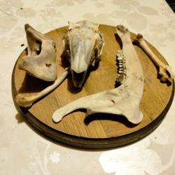 &Eacute;cusson avec taxidermie