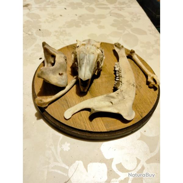 �cusson avec taxidermie