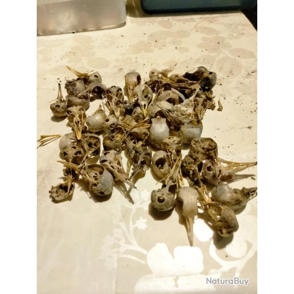 Gros lot de crane