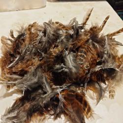 Plumes de faisan ornement