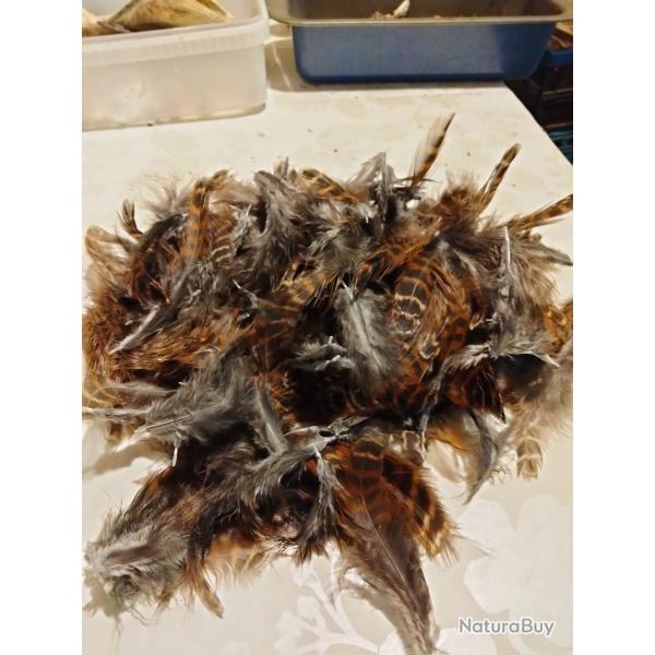 Plumes de faisan ornement
