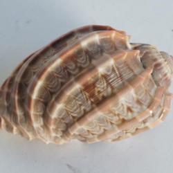 Coquillage Harpa 74 mm Shell