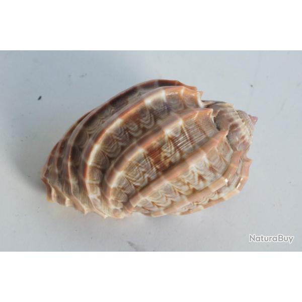 Coquillage Harpa 74 mm Shell