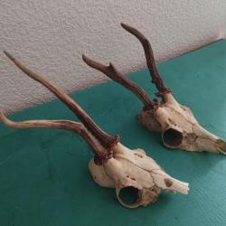 2 TROPHEES CHEVREUILS BROCARDS TAXIDERMIE CHASSE CERF