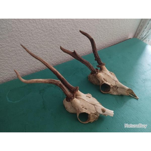 2 TROPHEES CHEVREUILS BROCARDS TAXIDERMIE CHASSE CERF