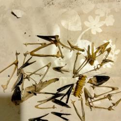 Lot taxidermie