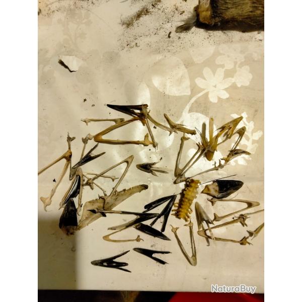 Lot taxidermie