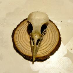 Cr&acirc;ne de pie sur &eacute;cusson