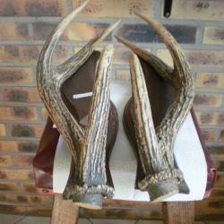 porte-fusils avec bois de cerf