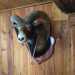 t&ecirc;te de mouflon