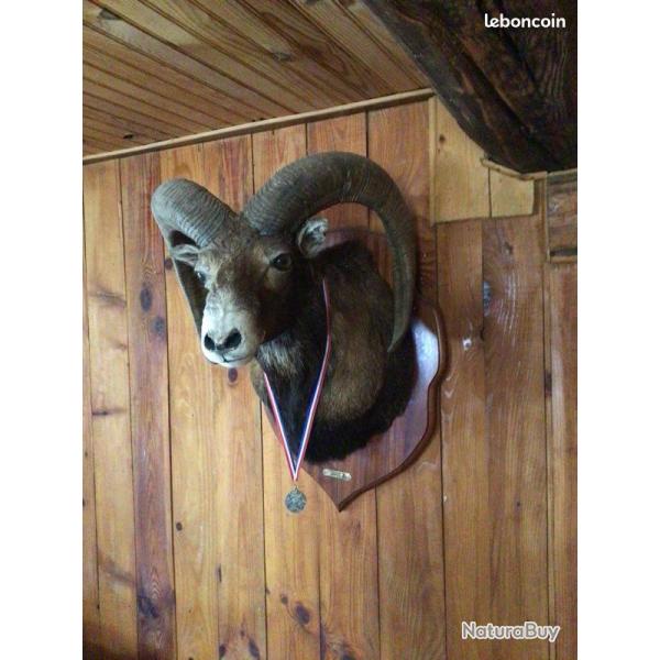 t�te de mouflon