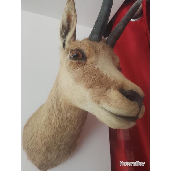 t�te d'isard de France