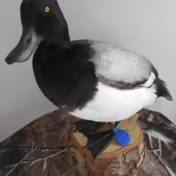 canard milouinan