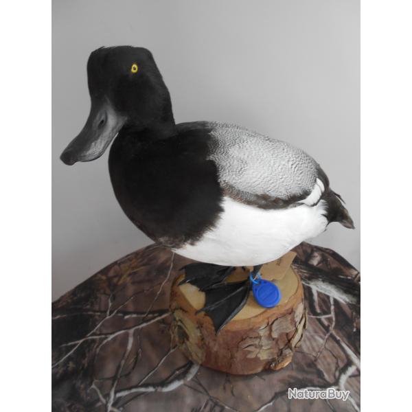canard milouinan