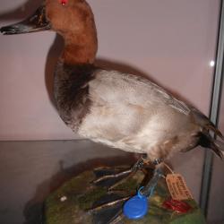 canard Milouin
