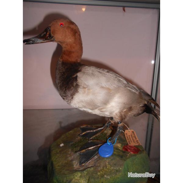 canard Milouin