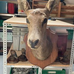 A vendre T&ecirc;te de biche parfait &eacute;tat