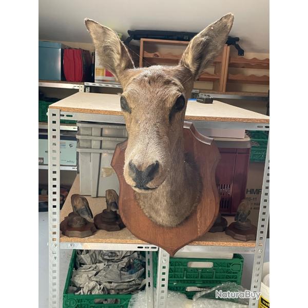 A vendre T�te de biche parfait �tat