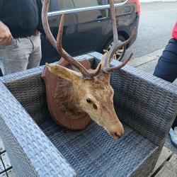 T&ecirc;te de cerf empaill&eacute; datant de 1962