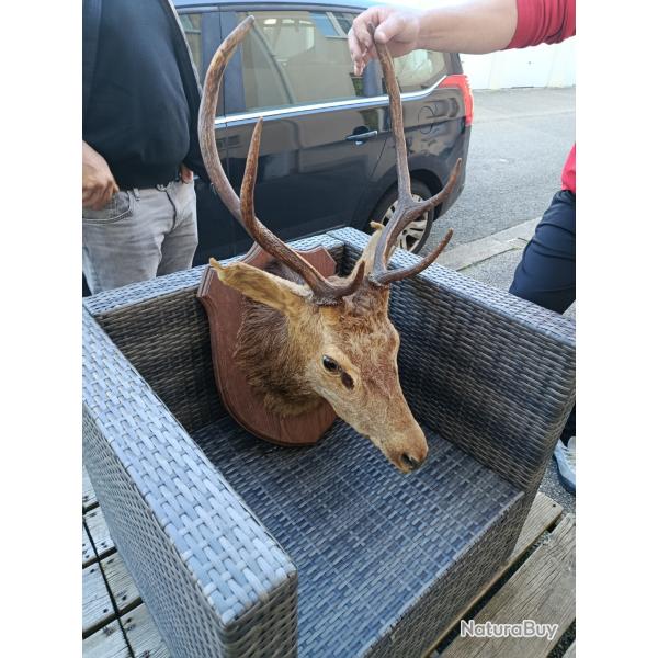 T�te de cerf empaill� datant de 1962