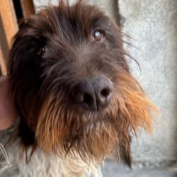 Chiot drathaar &agrave; r&eacute;server