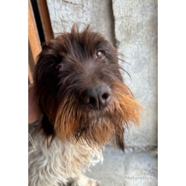 Chiot drathaar � r�server