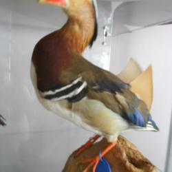 canard Mandarin