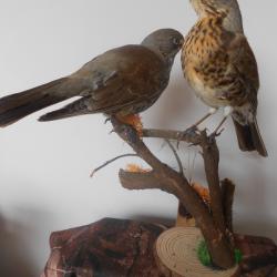 grive litorne (duo)