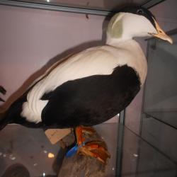 Eider a duvet  m&acirc;le