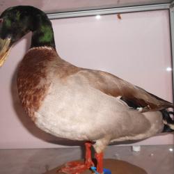 canard colvert