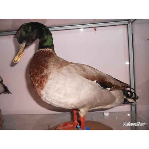canard colvert