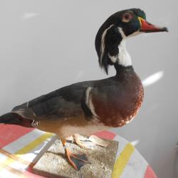 canard carolin