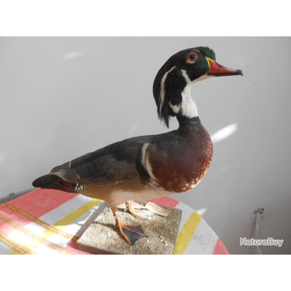 canard carolin