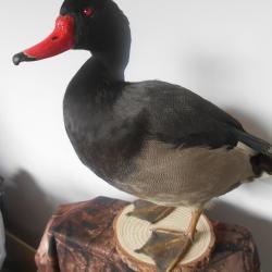 canard a bec rouge