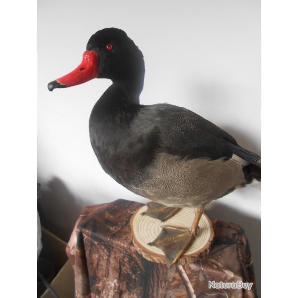canard a bec rouge