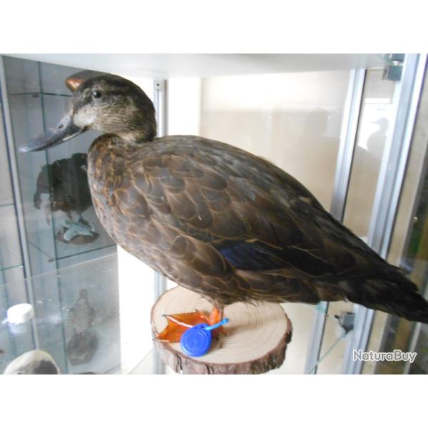 canard noiratre