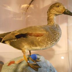 canard chipeau