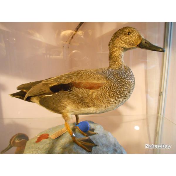 canard chipeau