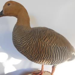 bernache de magerland