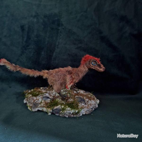 taxidermie dinosaure Pyroraptor figurine taxidermy dinosaur cabinet de curiosit� curiosit�