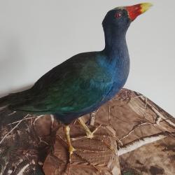 poule sultane porphyrion bleue