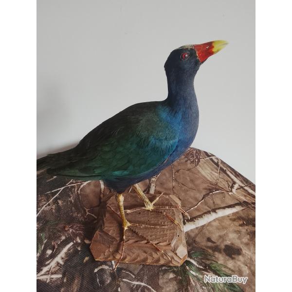 poule sultane porphyrion bleue