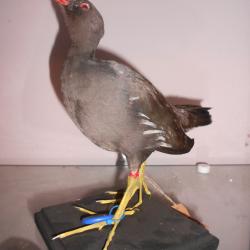 poule d'eau