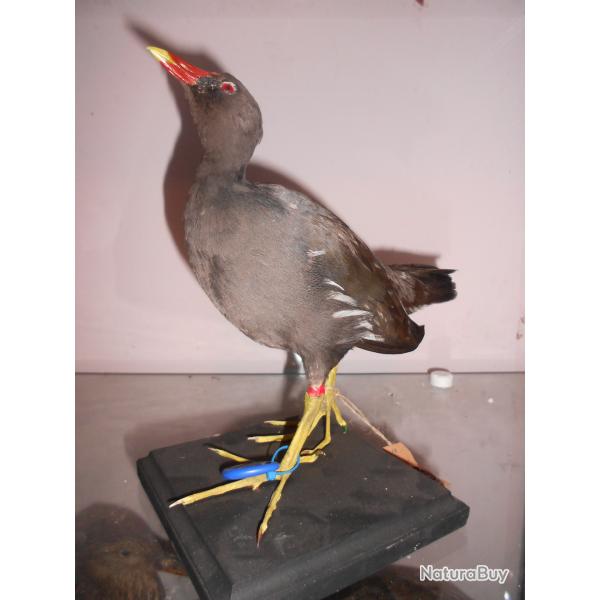 poule d'eau