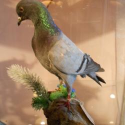 pigeon biset  sauvage des calanques